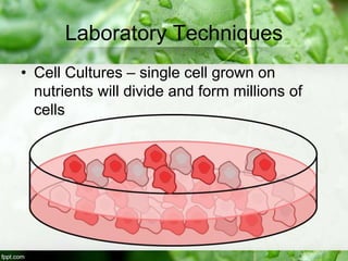 Laboratory Techniques
• Cell Cultures – single cell grown on
nutrients will divide and form millions of
cells
 