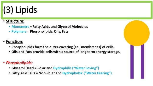 Biology Unit 1 Notes: Biomolecules