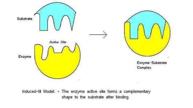 effects that enzymes can have on substrates