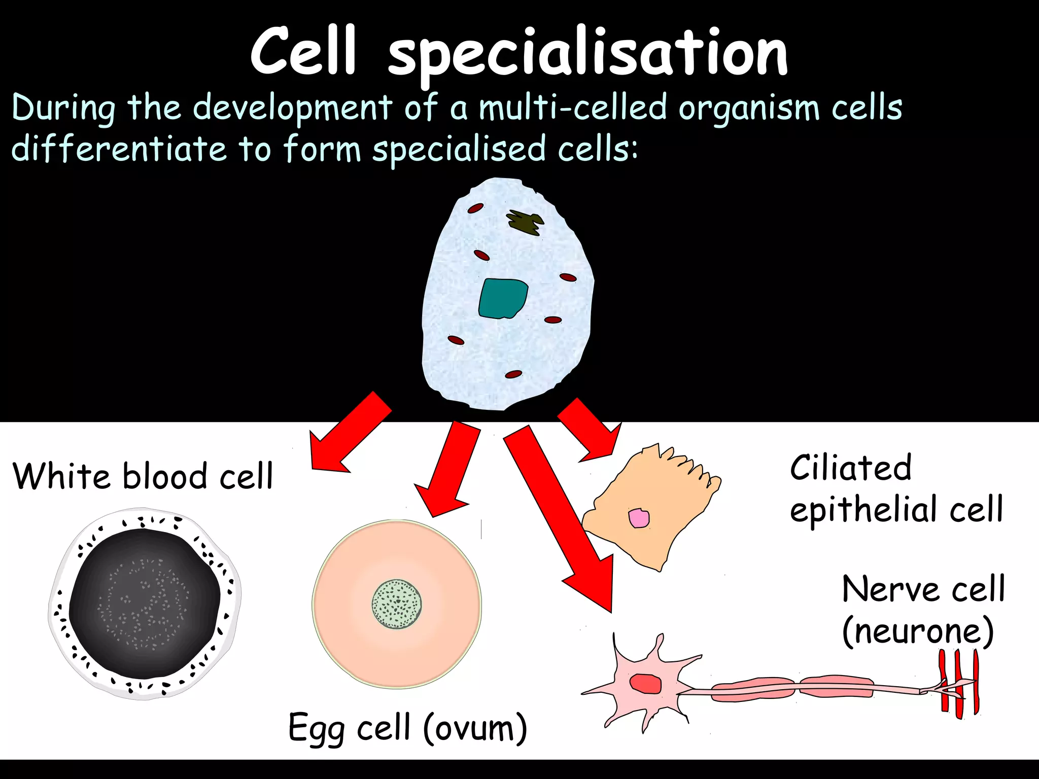 02/03/15
Cell specialisationCell specialisation
White blood cell
Egg cell (ovum)
Ciliated
epithelial cell
Nerve cell
(neurone)
During the development of a multi-celled organism cells
differentiate to form specialised cells:
 