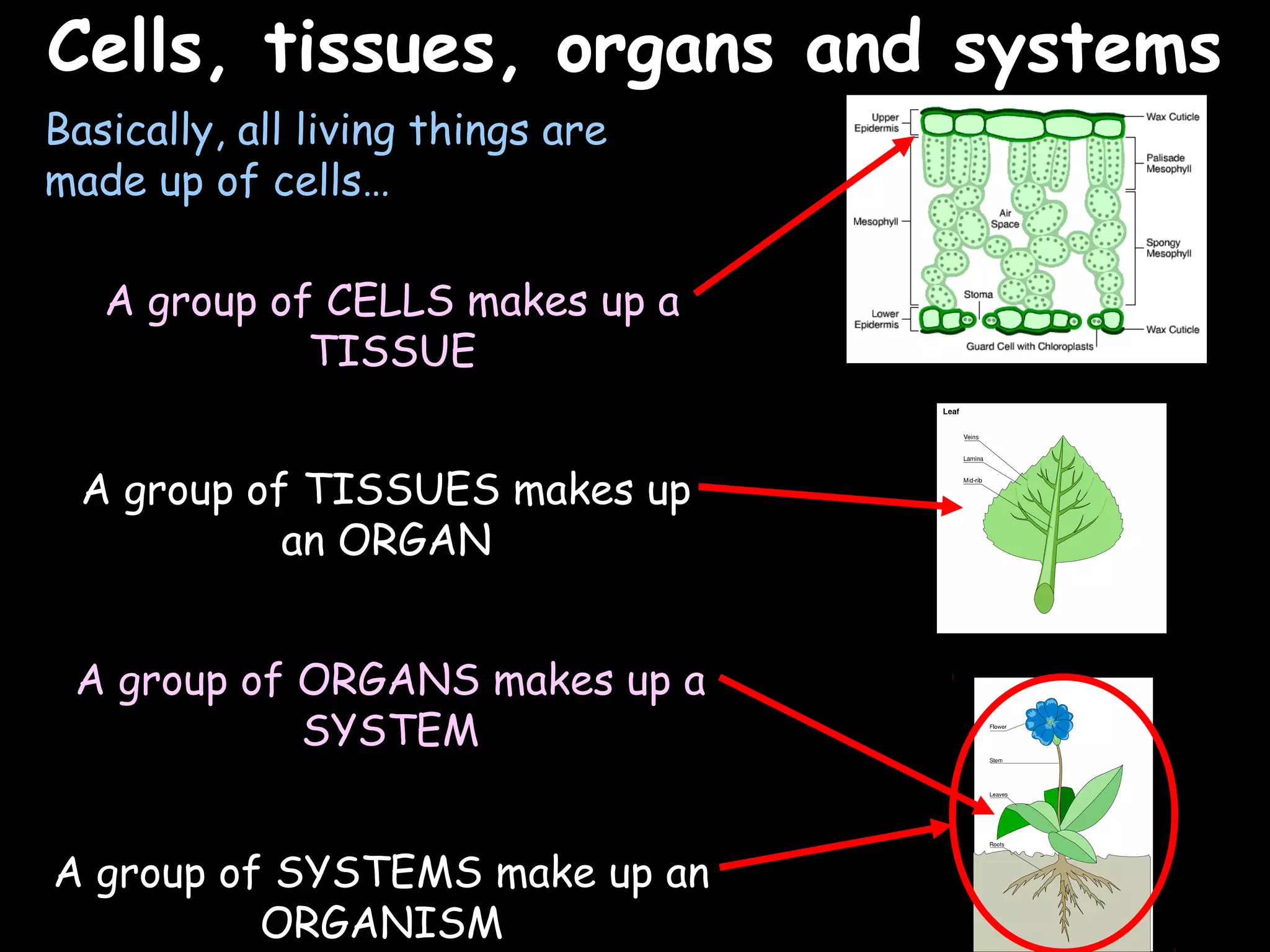02/03/15
Cells, tissues, organs and systemsCells, tissues, organs and systems
Basically, all living things are
made up of cells…
A group of CELLS makes up a
TISSUE
A group of TISSUES makes up
an ORGAN
A group of ORGANS makes up a
SYSTEM
A group of SYSTEMS make up an
ORGANISM
 