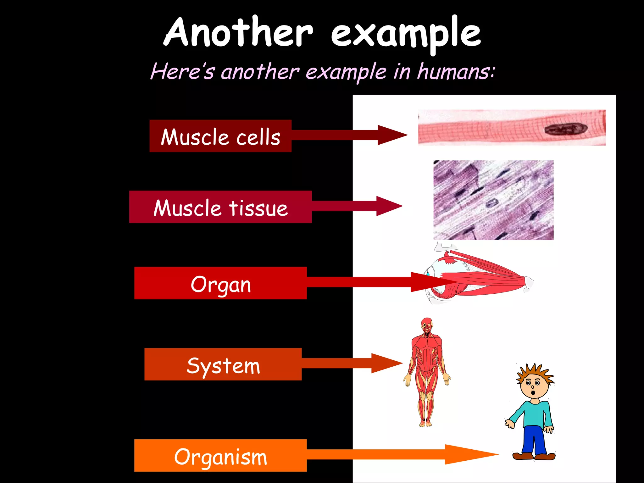 02/03/15
Another exampleAnother example
Here’s another example in humans:
Muscle cells
Muscle tissue
Organ
System
Organism
 