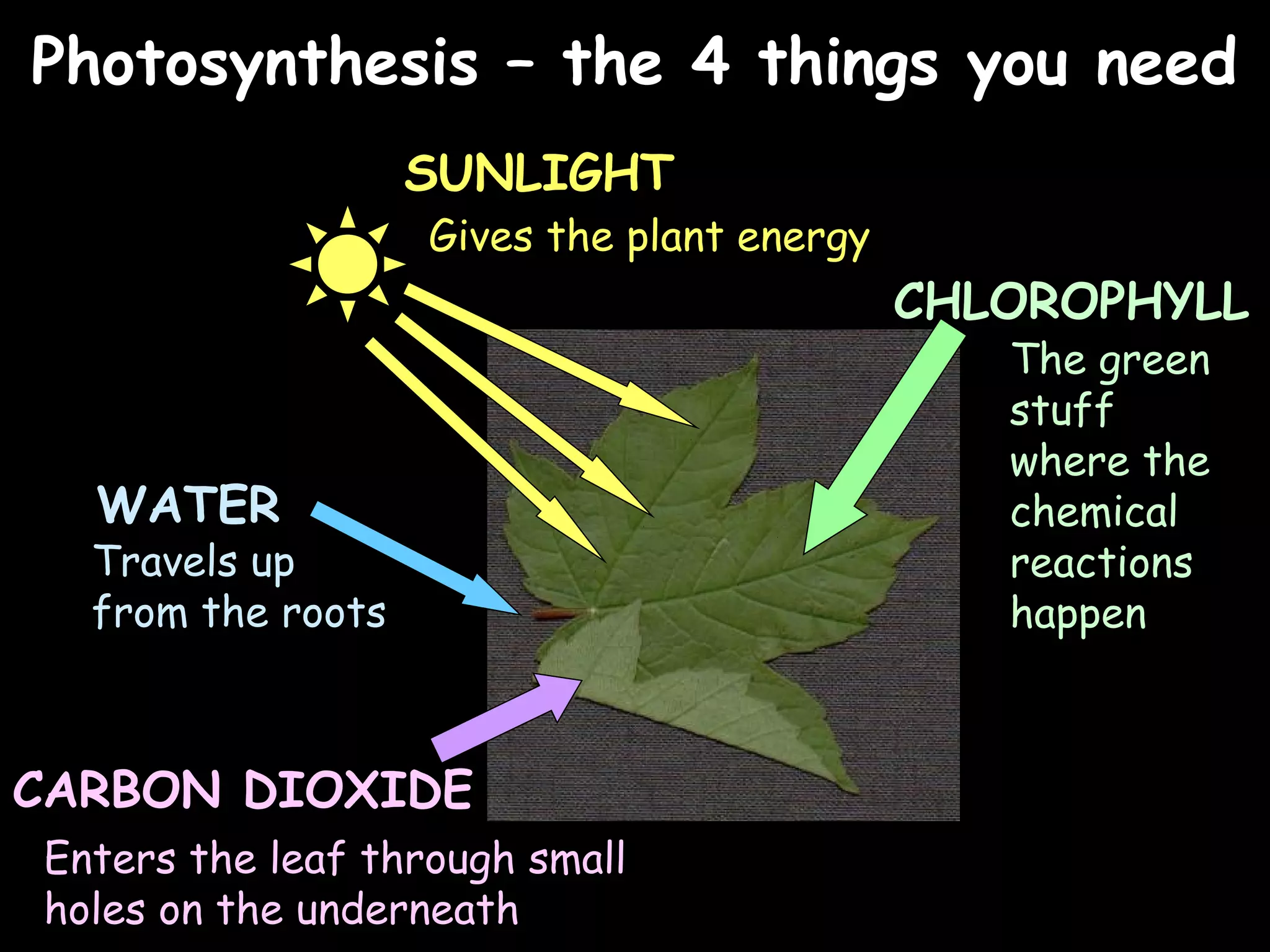 02/03/15
Travels up
from the roots
WATER
CARBON DIOXIDE
Enters the leaf through small
holes on the underneath
SUNLIGHT
Gives the plant energy
CHLOROPHYLL
The green
stuff
where the
chemical
reactions
happen
Photosynthesis – the 4 things you needPhotosynthesis – the 4 things you need
 