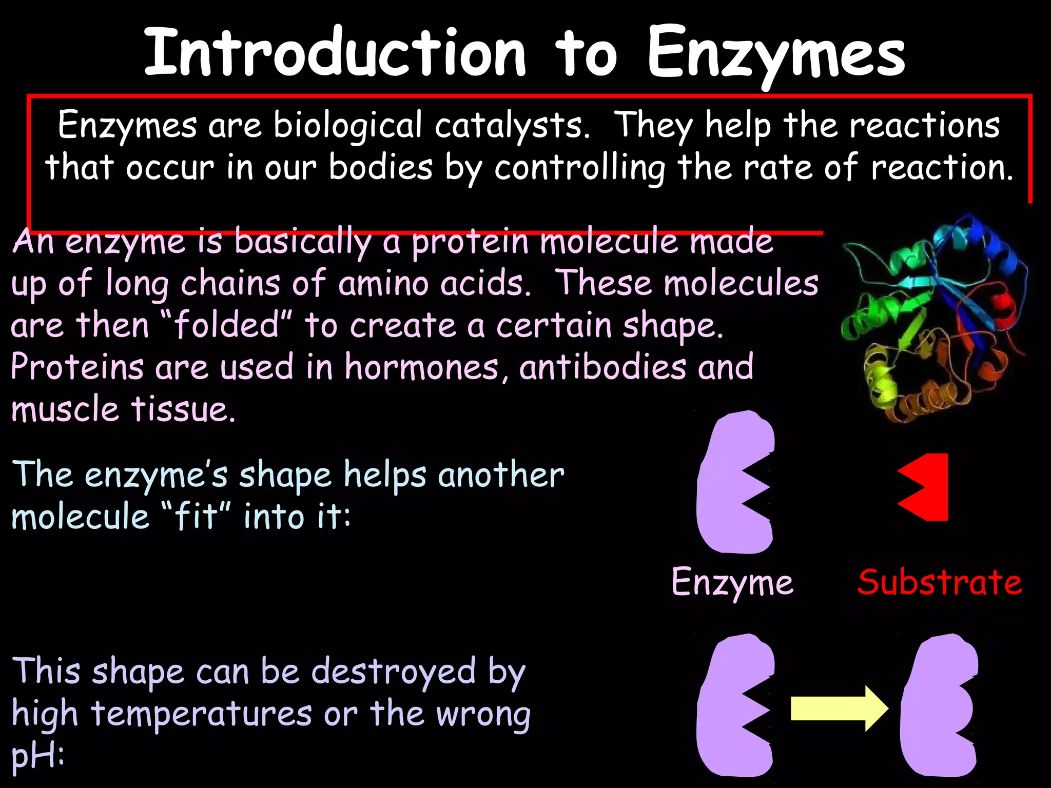 02/03/15
Introduction to EnzymesIntroduction to Enzymes
Enzymes are biological catalysts. They help the reactions
that occur in our bodies by controlling the rate of reaction.
An enzyme is basically a protein molecule made
up of long chains of amino acids. These molecules
are then “folded” to create a certain shape.
Proteins are used in hormones, antibodies and
muscle tissue.
The enzyme’s shape helps another
molecule “fit” into it:
This shape can be destroyed by
high temperatures or the wrong
pH:
Enzyme Substrate
 