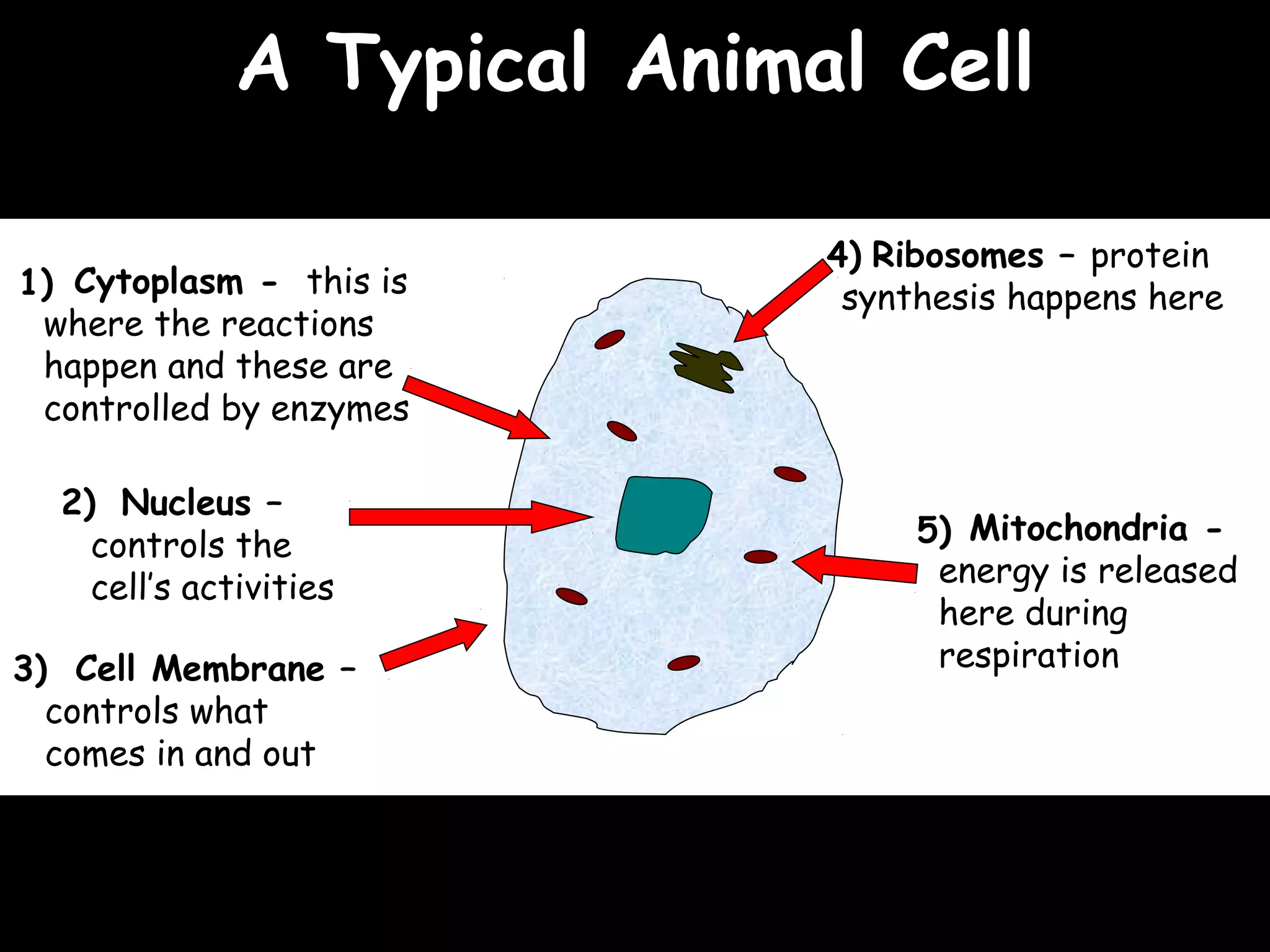 02/03/15
4)
1)
5)
3)
A Typical Animal CellA Typical Animal Cell
Ribosomes – protein
synthesis happens here
Mitochondria -
energy is released
here during
respirationCell Membrane –
controls what
comes in and out
Cytoplasm - this is
where the reactions
happen and these are
controlled by enzymes
2) Nucleus –
controls the
cell’s activities
 