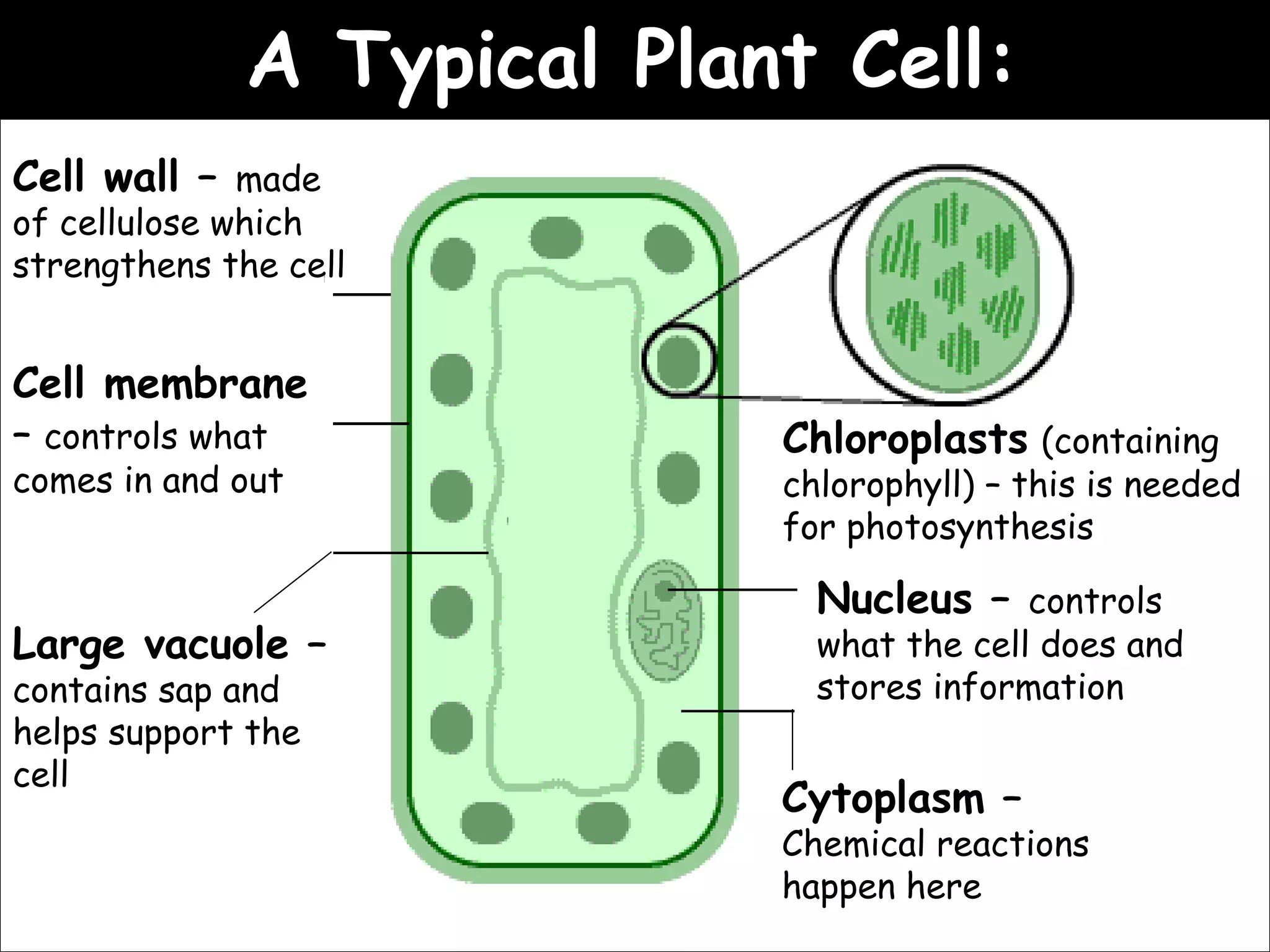 02/03/15
A Typical Plant Cell:A Typical Plant Cell:
Cell wall – made
of cellulose which
strengthens the cell
Cell membrane
– controls what
comes in and out
Nucleus – controls
what the cell does and
stores information
Large vacuole –
contains sap and
helps support the
cell
Cytoplasm –
Chemical reactions
happen here
Chloroplasts (containing
chlorophyll) – this is needed
for photosynthesis
 
