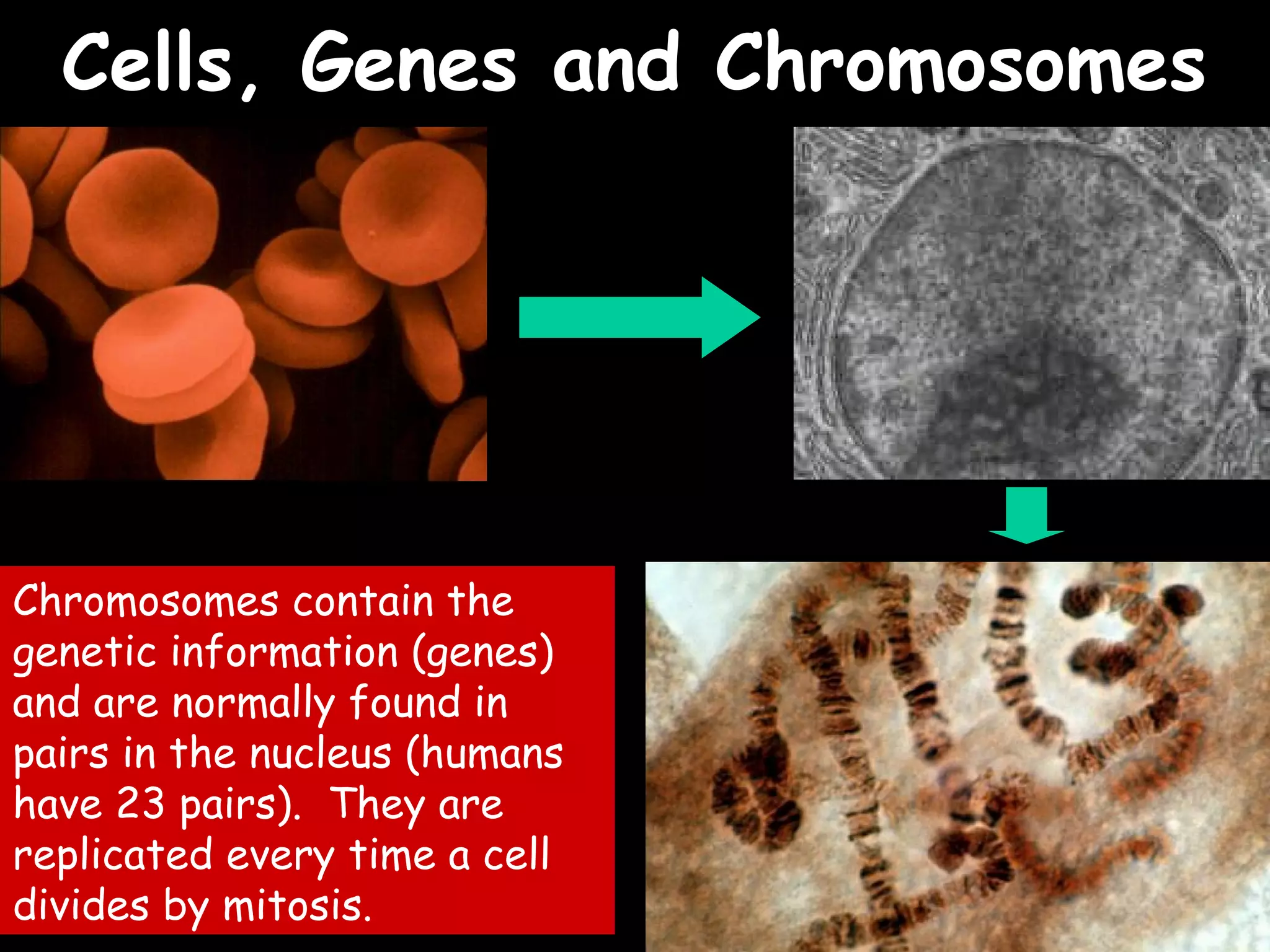 02/03/15
Cells, Genes and ChromosomesCells, Genes and Chromosomes
Chromosomes contain the
genetic information (genes)
and are normally found in
pairs in the nucleus (humans
have 23 pairs). They are
replicated every time a cell
divides by mitosis.
 