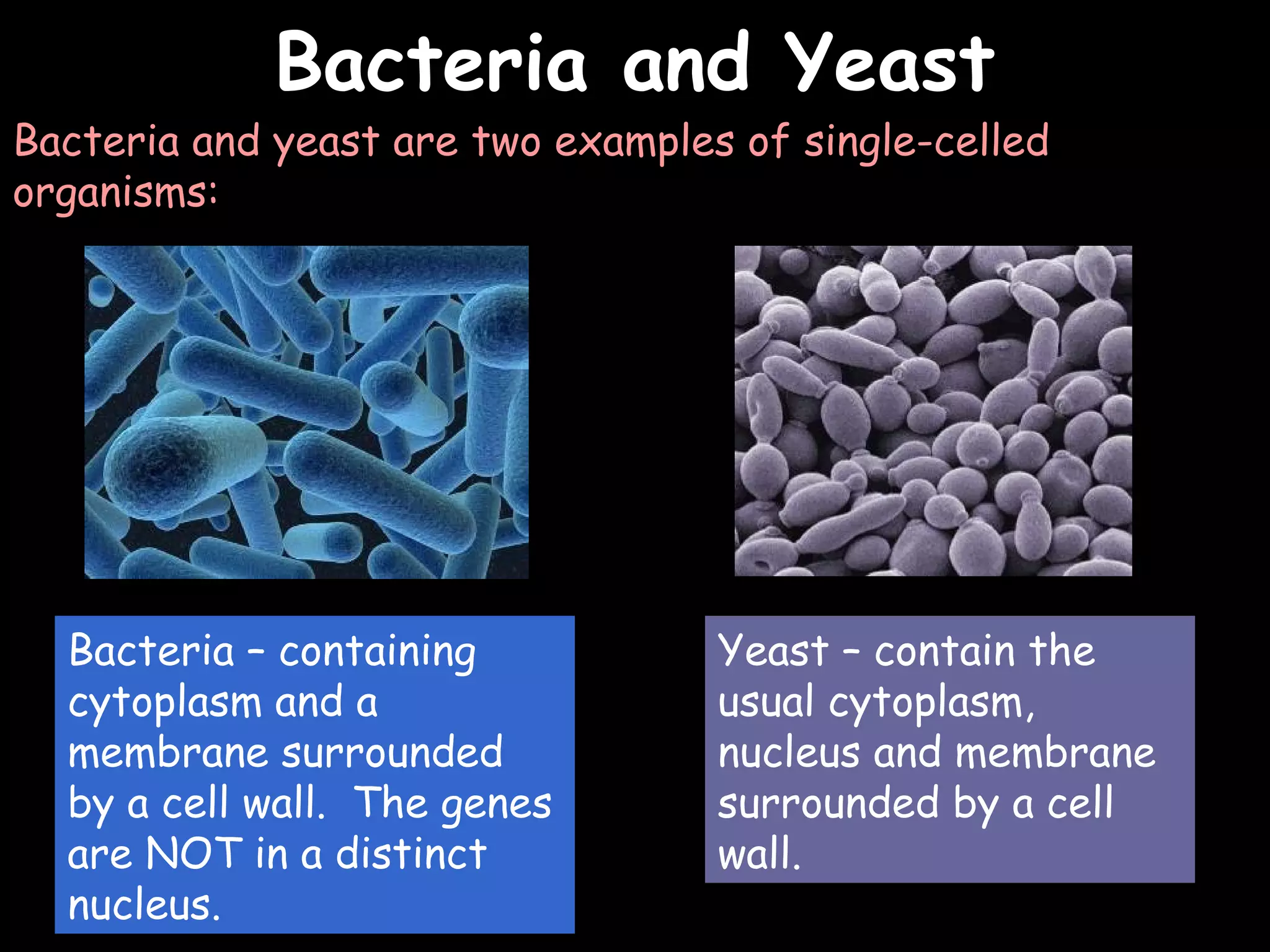 02/03/15
Bacteria and YeastBacteria and Yeast
Bacteria and yeast are two examples of single-celled
organisms:
Bacteria – containing
cytoplasm and a
membrane surrounded
by a cell wall. The genes
are NOT in a distinct
nucleus.
Yeast – contain the
usual cytoplasm,
nucleus and membrane
surrounded by a cell
wall.
 