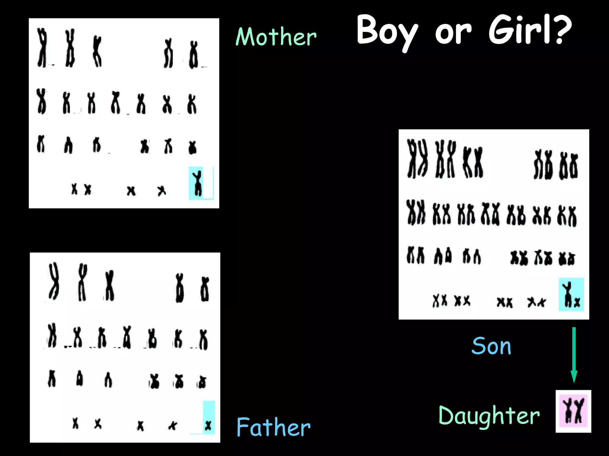 02/03/15
Father
Mother
Son
Daughter
Boy or Girl?Boy or Girl?
 