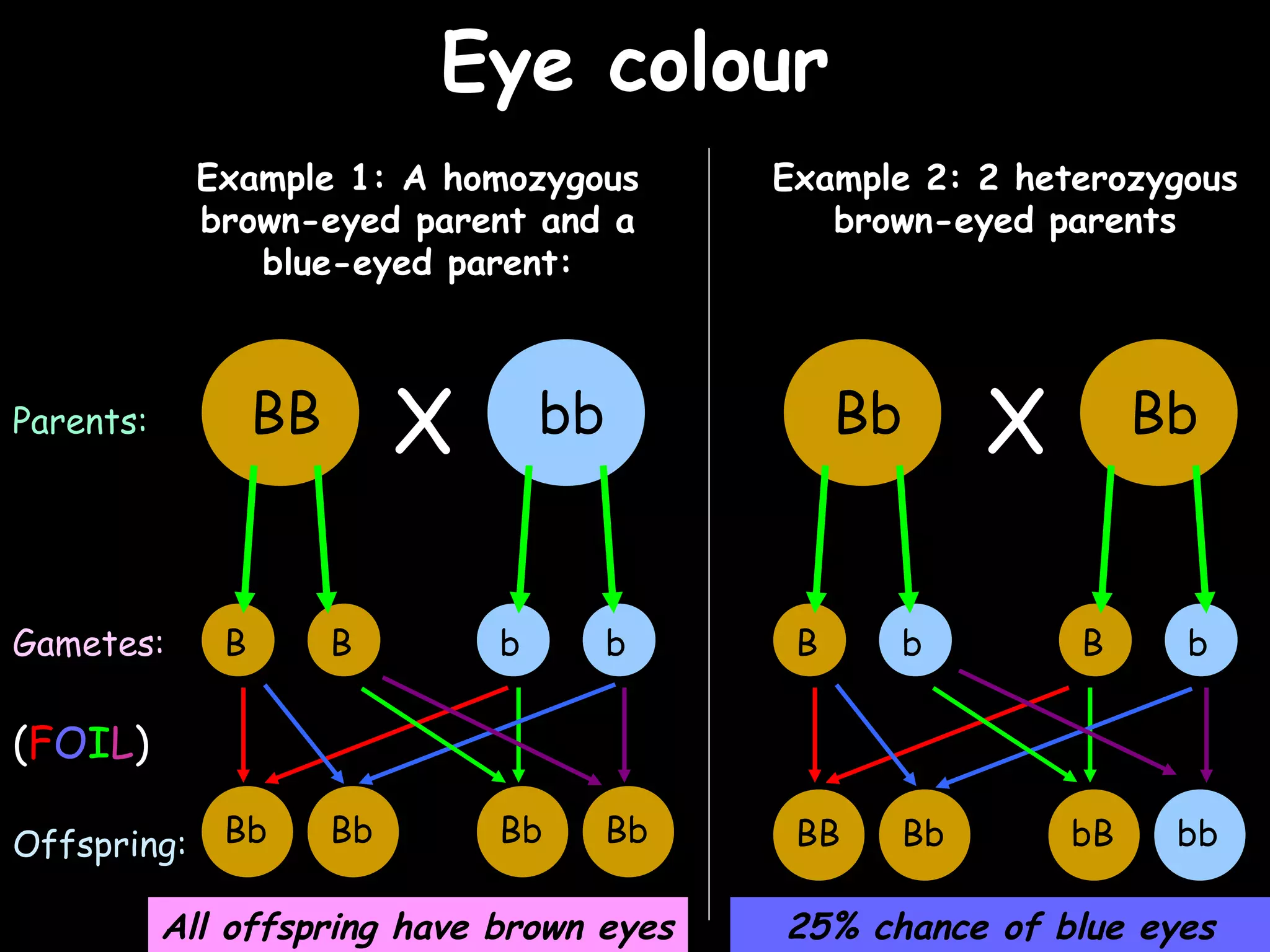02/03/15
Eye colourEye colour
Example 1: A homozygous
brown-eyed parent and a
blue-eyed parent:
Example 2: 2 heterozygous
brown-eyed parents
BB bbX Bb BbXParents:
Gametes:
Offspring: Bb Bb BbBb BB Bb bbbB
B B bb B bB b
(FOIL)
All offspring have brown eyes 25% chance of blue eyes
 