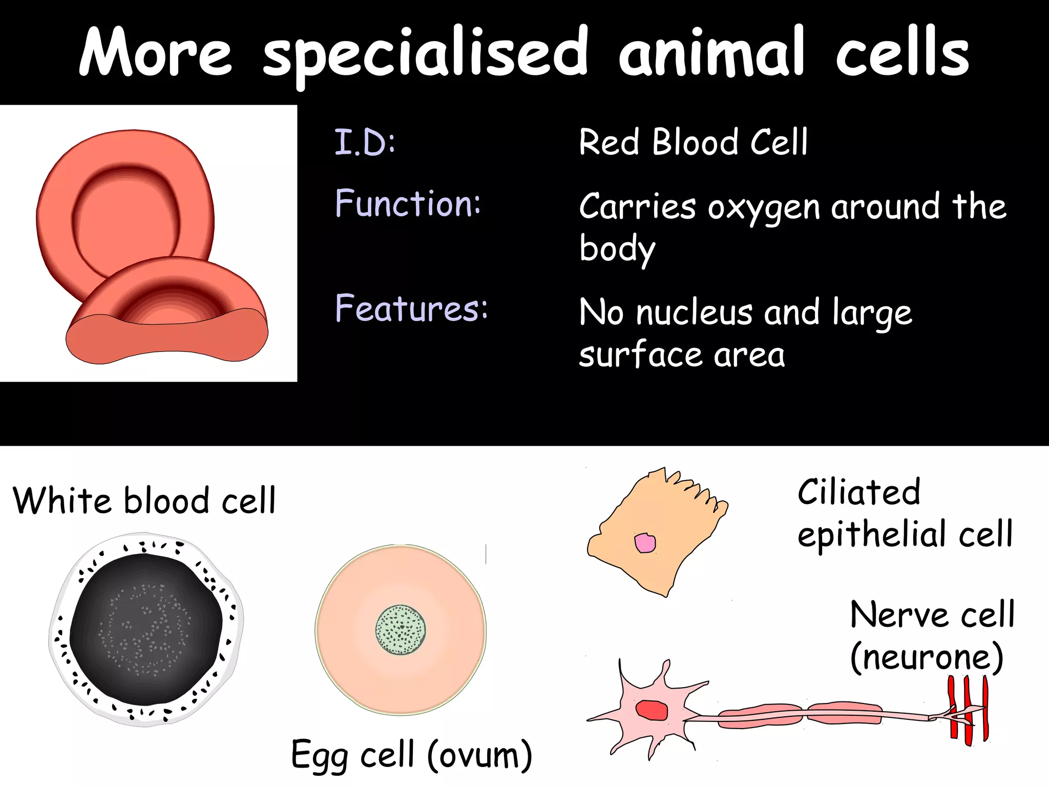 02/03/15
More specialised animal cellsMore specialised animal cells
Red Blood Cell
Carries oxygen around the
body
No nucleus and large
surface area
I.D:
Function:
Features:
White blood cell
Egg cell (ovum)
Ciliated
epithelial cell
Nerve cell
(neurone)
 