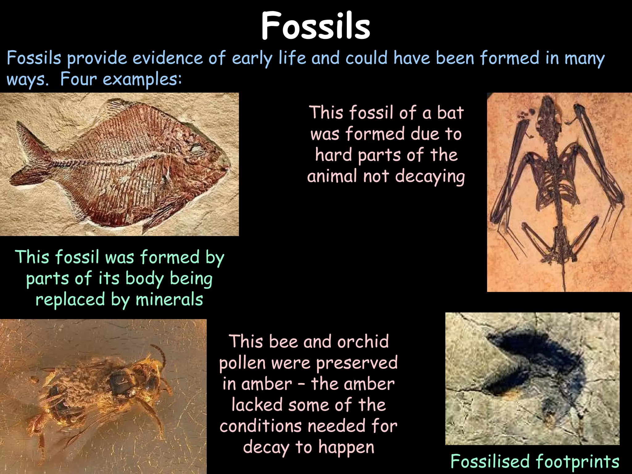 02/03/15
FossilsFossils
Fossils provide evidence of early life and could have been formed in many
ways. Four examples:
This fossil of a bat
was formed due to
hard parts of the
animal not decaying
This bee and orchid
pollen were preserved
in amber – the amber
lacked some of the
conditions needed for
decay to happen
This fossil was formed by
parts of its body being
replaced by minerals
Fossilised footprints
 