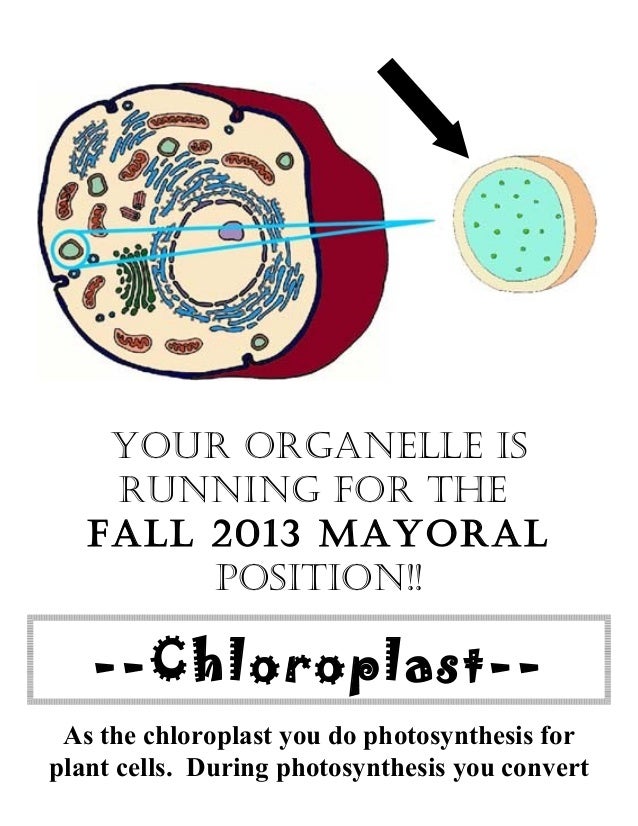 Biology unit 2 cells organelle campaign