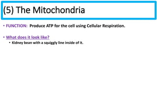 (5) The Mitochondria 
• FUNCTION: Produce ATP for the cell using Cellular Respiration. 
• What does it look like? 
• Kidney bean with a squiggly line inside of it. 
 