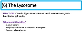 (6) The Lysozome 
• FUNCTION: Contain digestive enzymes to break down useless/non-functioning 
cell parts. 
• What does it look like? 
• A small sphere. 
• May have dots inside to represent its enzymes. 
• Same as a Peroxisome. 
 