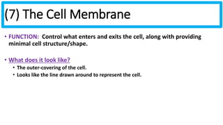 (7) The Cell Membrane 
• FUNCTION: Control what enters and exits the cell, along with providing 
minimal cell structure/shape. 
• What does it look like? 
• The outer-covering of the cell. 
• Looks like the line drawn around to represent the cell. 
 