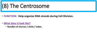 (8) The Centrosome 
• FUNCTION: Help organize DNA strands during Cell Division. 
• What does it look like? 
• Bundles of churros / sticks / tubes. 
 