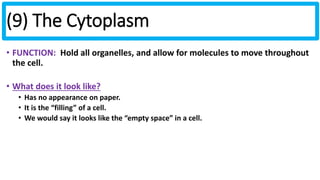 (9) The Cytoplasm 
• FUNCTION: Hold all organelles, and allow for molecules to move throughout 
the cell. 
• What does it look like? 
• Has no appearance on paper. 
• It is the “filling” of a cell. 
• We would say it looks like the “empty space” in a cell. 
 