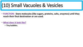 (10) Small Vacuoles & Vesicles 
• FUNCTION: Store molecules (like sugars, proteins, salts, enzymes) until they 
reach their final destination or are used. 
• What does it look like? 
• Tiny bubbles. 
 