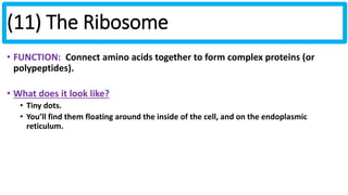 (11) The Ribosome 
• FUNCTION: Connect amino acids together to form complex proteins (or 
polypeptides). 
• What does it look like? 
• Tiny dots. 
• You’ll find them floating around the inside of the cell, and on the endoplasmic 
reticulum. 
 