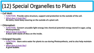 (12) Special Organelles to Plants 
• Cell Wall: 
• FUNCTION: Provide extra structure, support and protection to the outside of the cell. 
• What does it look like? 
An extra, more boxy covering on the outside of a plant cell. 
• Chloroplast: 
• FUNCTION: Convert unusable light-energy into chemical potential energy stored in sugar, using 
Photosynthesis. 
• What does it look like? 
A bean with stacks of discs on the inside. 
• Enlarged Vacuole: 
• FUNCTION: Store extra water for plants to use during Photosynthesis, and to also help maintain 
rigidity. 
• What does it look like? 
A giant bubble. 
 