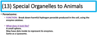(13) Special Organelles to Animals 
• Peroxisome: 
• FUNCTION: Break down harmful hydrogen peroxide produced in the cell, using the 
enzyme catalase. 
• What does it look like? 
A small sphere. 
May have dots inside to represent its enzymes. 
Same as a Lysosome. 
 