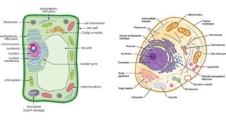 Biology Unit 2 Notes: Organelles