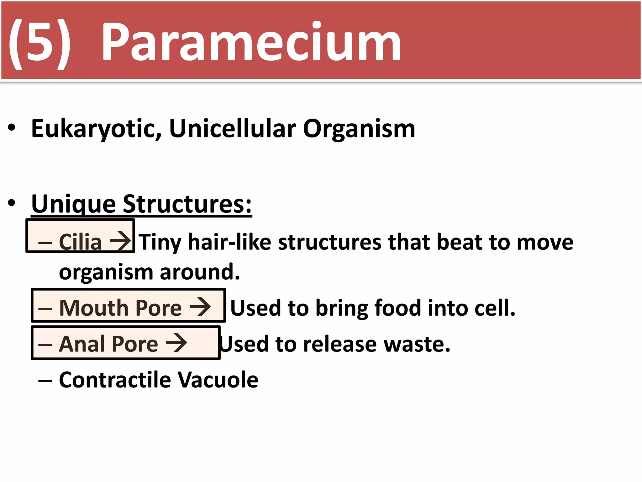 (5) Paramecium
• Eukaryotic, Unicellular Organism
• Unique Structures:
– Cilia Tiny hair-like structures that beat to move
organism around.
– Mouth Pore Used to bring food into cell.
– Anal Pore Used to release waste.
– Contractile Vacuole