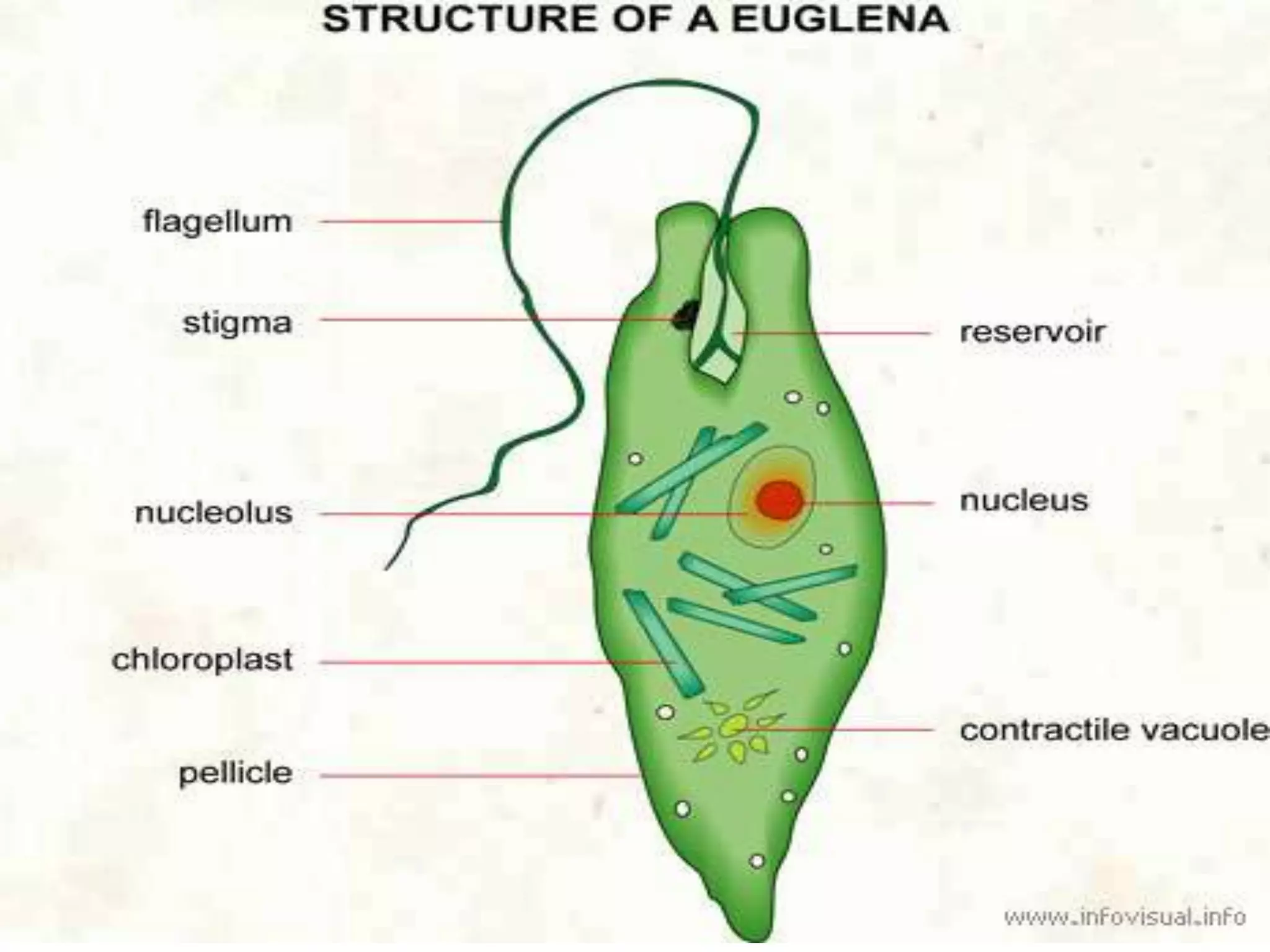 Biology unit 2 cells types of cells notes