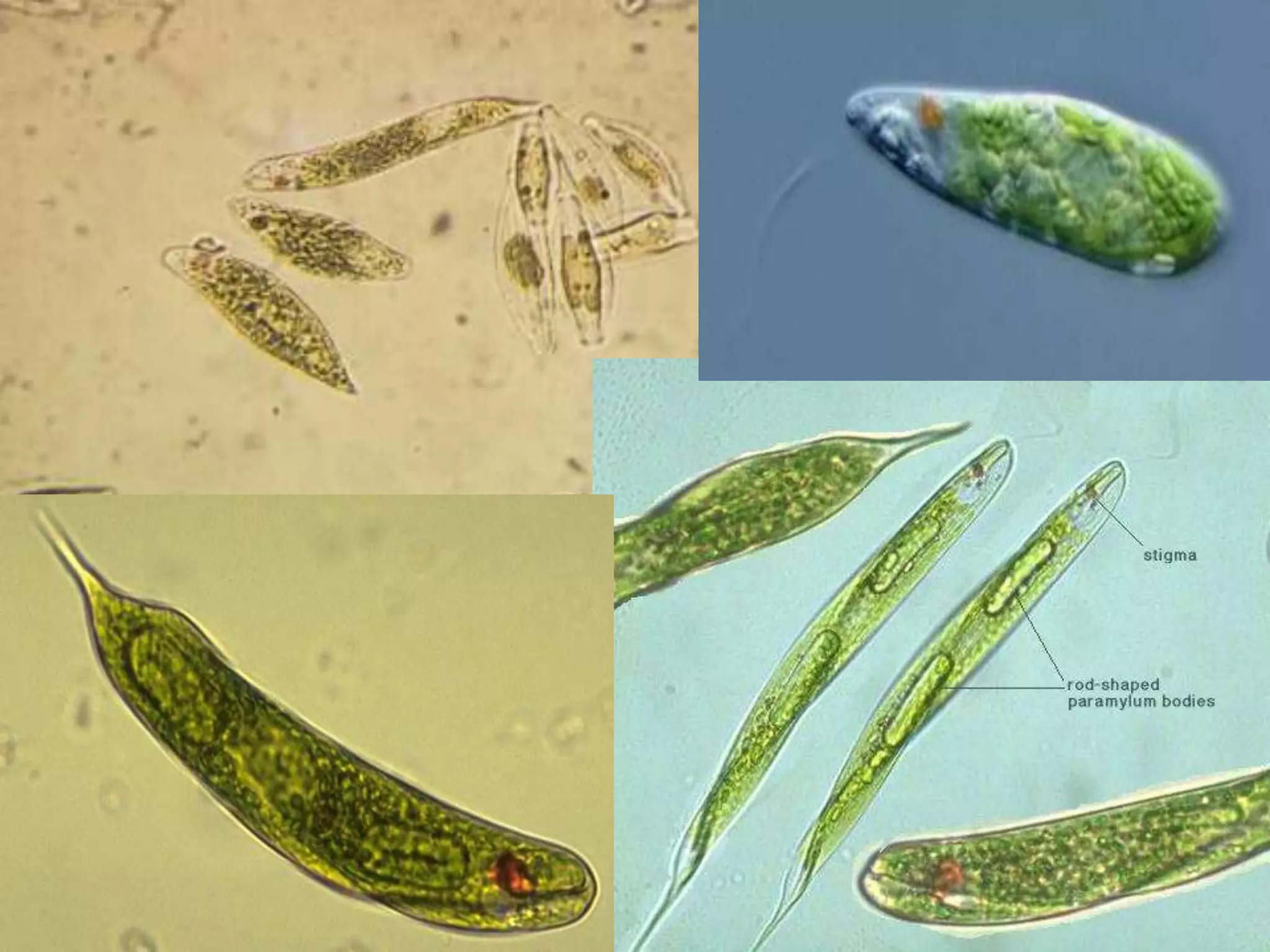 Biology unit 2 cells types of cells notes