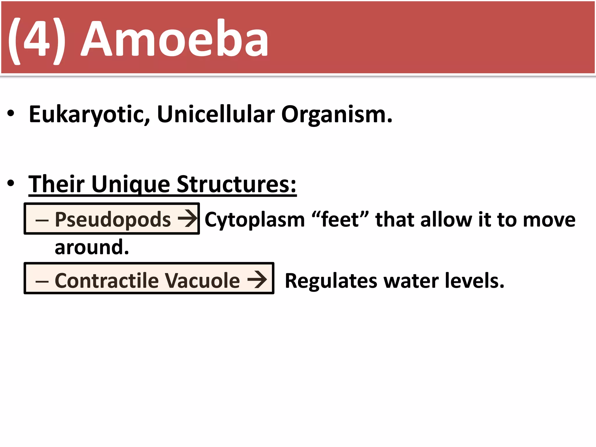 (5) Amoeba
• Eukaryotic, Unicellular Organism.
• Their Unique Structures:
– Pseudopods Cytoplasm “feet” that allow it to move
around.
– Contractile Vacuole Regulates water levels.
(4) Amoeba