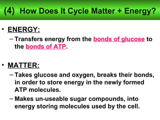 (4) How Does It Cycle Matter + Energy? 
• ENERGY: 
– Transfers energy from the bonds of glucose to 
the bonds of ATP. 
• MATTER: 
– Takes glucose and oxygen, breaks their bonds, 
in order to store energy in the newly formed 
ATP molecules. 
– Makes un-useable sugar compounds, into 
energy storing molecules used by the cell. 
 