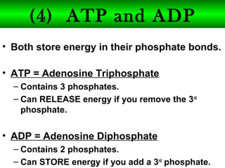 Biology unit 3 cell energy intro to energy notes | PPT