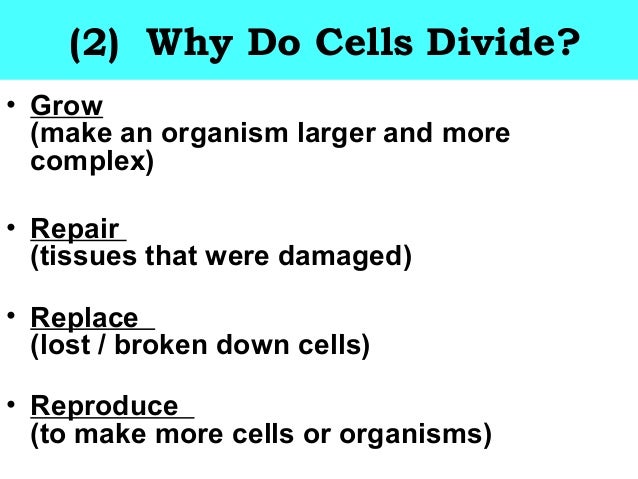 why do cells divide