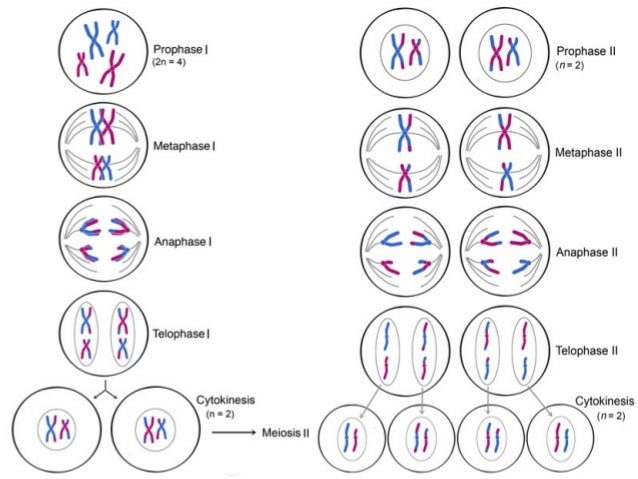 Biology Unit 4 Notes Meiosis