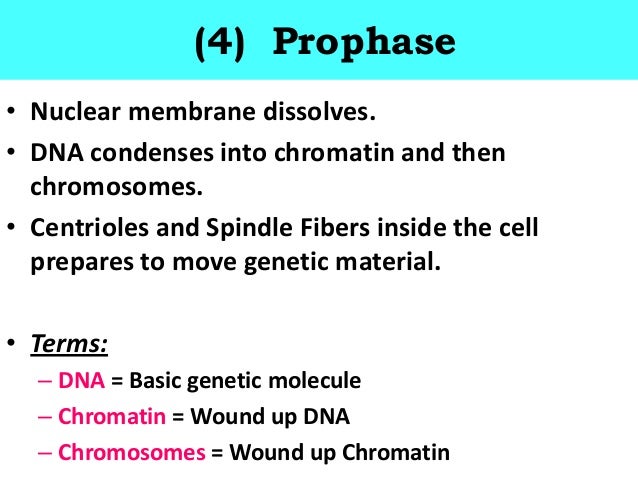Biology Unit 4 Cell Division Mitosis Notes