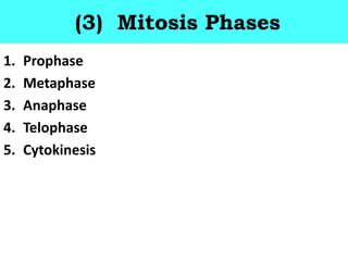 (3) Mitosis Phases
1. Prophase
2. Metaphase
3. Anaphase
4. Telophase
5. Cytokinesis
 