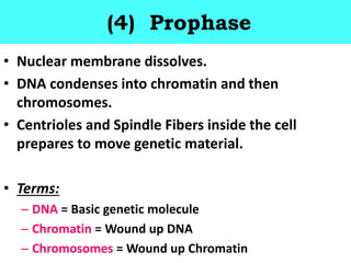(4) Prophase
• Nuclear membrane dissolves.
• DNA condenses into chromatin and then
chromosomes.
• Centrioles and Spindle Fibers inside the cell
prepares to move genetic material.
• Terms:
– DNA = Basic genetic molecule
– Chromatin = Wound up DNA
– Chromosomes = Wound up Chromatin
 