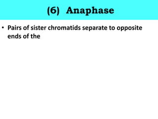 (6) Anaphase
• Pairs of sister chromatids separate to opposite
ends of the
 