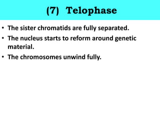 (7) Telophase
• The sister chromatids are fully separated.
• The nucleus starts to reform around genetic
material.
• The chromosomes unwind fully.
 
