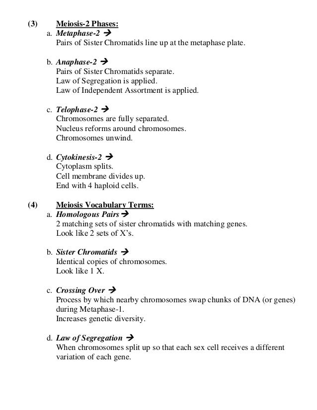 Biology unit 4 cell division quiz #2 everything you need to know