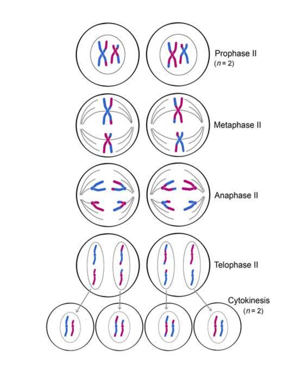 Biology unit 4 cell division quiz #2 everything you need to know