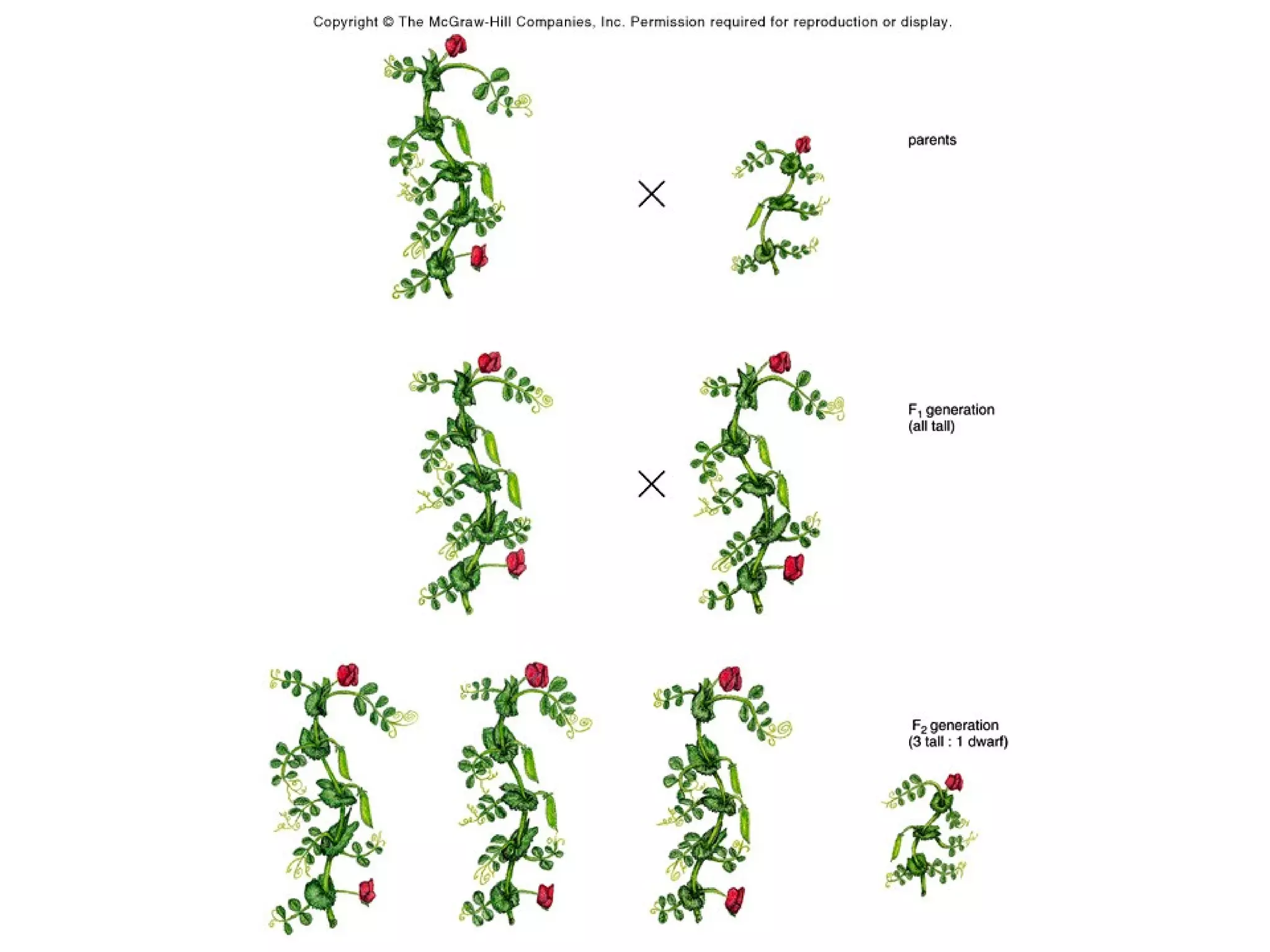 Biology unit 5 genetics mendelian genetics notes | PPT