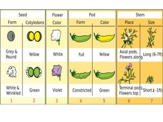 Biology unit 5 genetics mendelian genetics notes | PPT