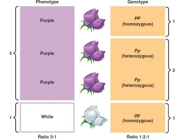 Biology Unit 5 Notes: Mendelian Genetics