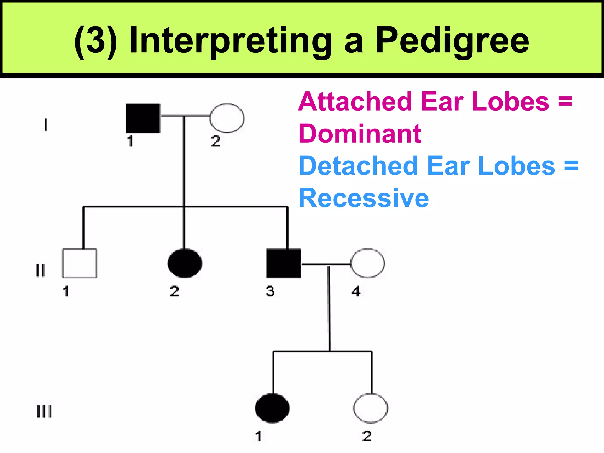 Biology unit 5 genetics pedigree notes | PPT