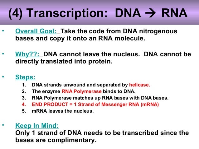 biology unit 6 dna