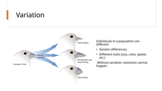 Life Without Varation Example Photo Biology Unit 6 Presentation evolution.pptx