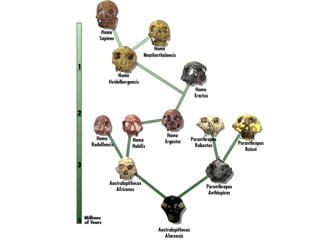 Biology unit 7 evolution evidence for evolution notes | PPT