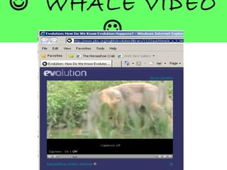  WHALE VIDEO

 
